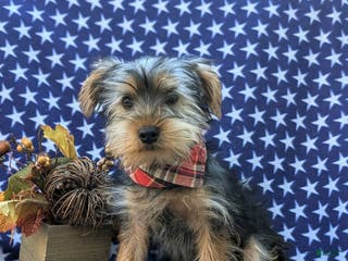 Yorkshire Terrier dogs Murray - Ad 38