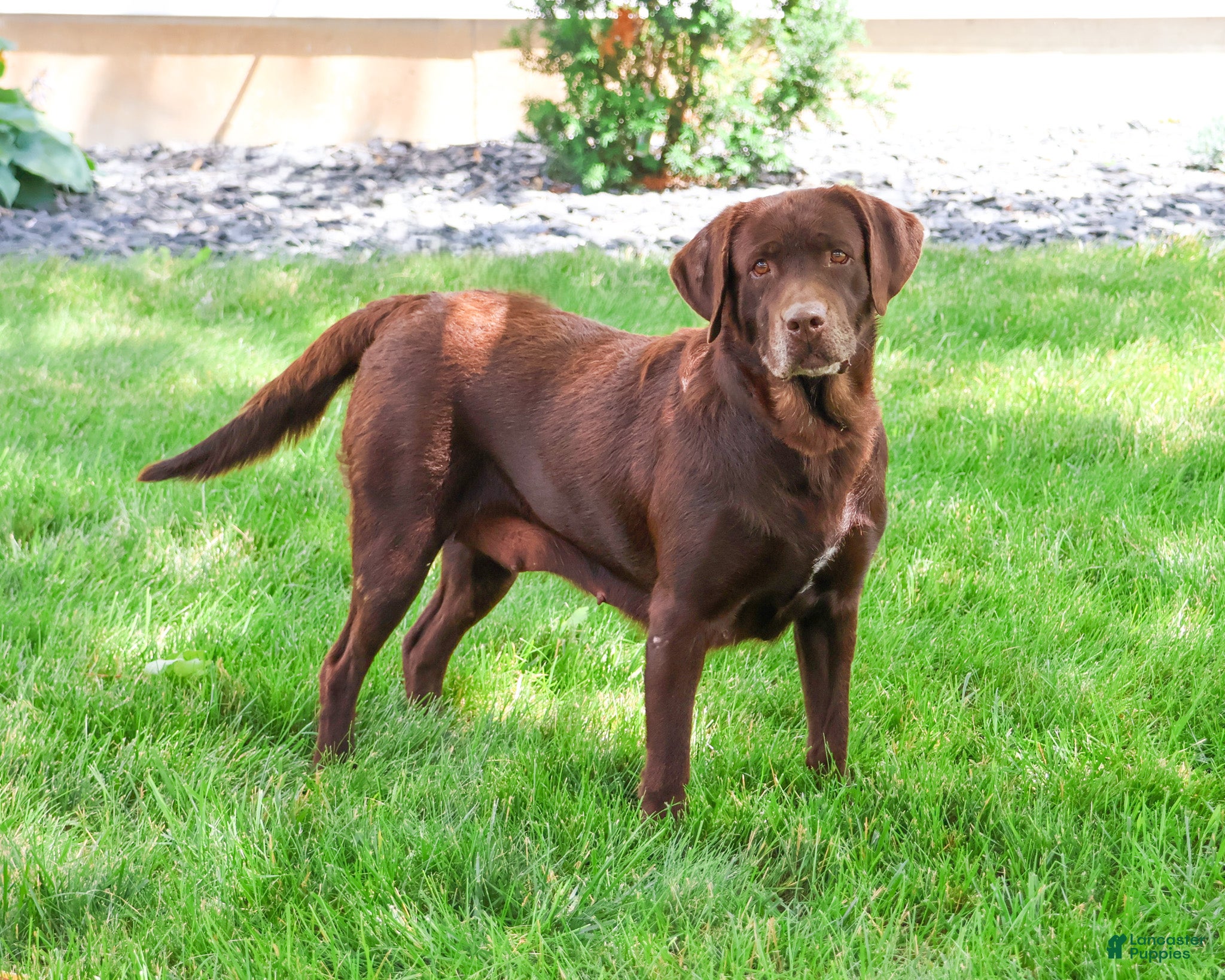 Labrador Retriever dogs for sale: Reba - Ad 4