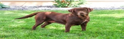 Labrador Retriever dogs for sale: Reba - Ad 1