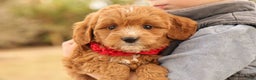 Mini Goldendoodle dogs for sale: Orion - Ad 2