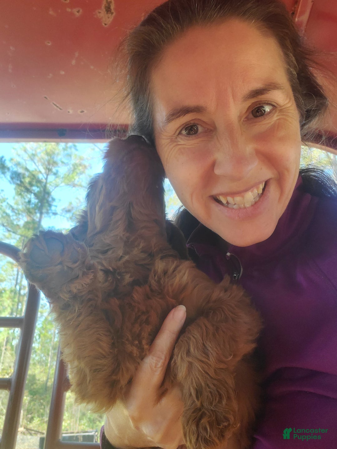 Goldendoodle dogs for sale: Bella - Ad 7