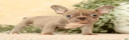 French Bulldog dogs for sale: Wendall - Ad 7
