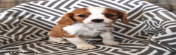 Cavalier King Charles Spaniel dogs for sale: Pixie - Ad 2