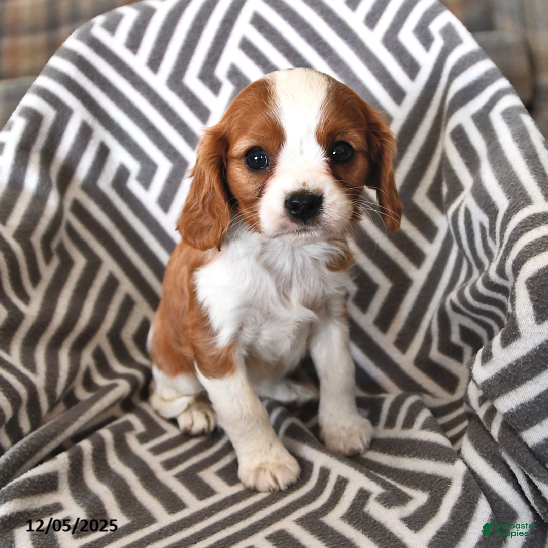 Cavalier King Charles Spaniel dogs for sale: Pixie - Ad 2