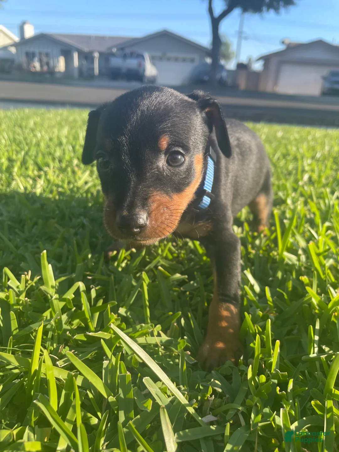Miniature Pinscher dogs for sale: Joel - Ad 1