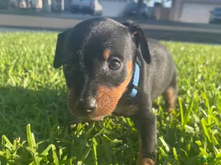 Miniature Pinscher dogs Joel - Ad 22