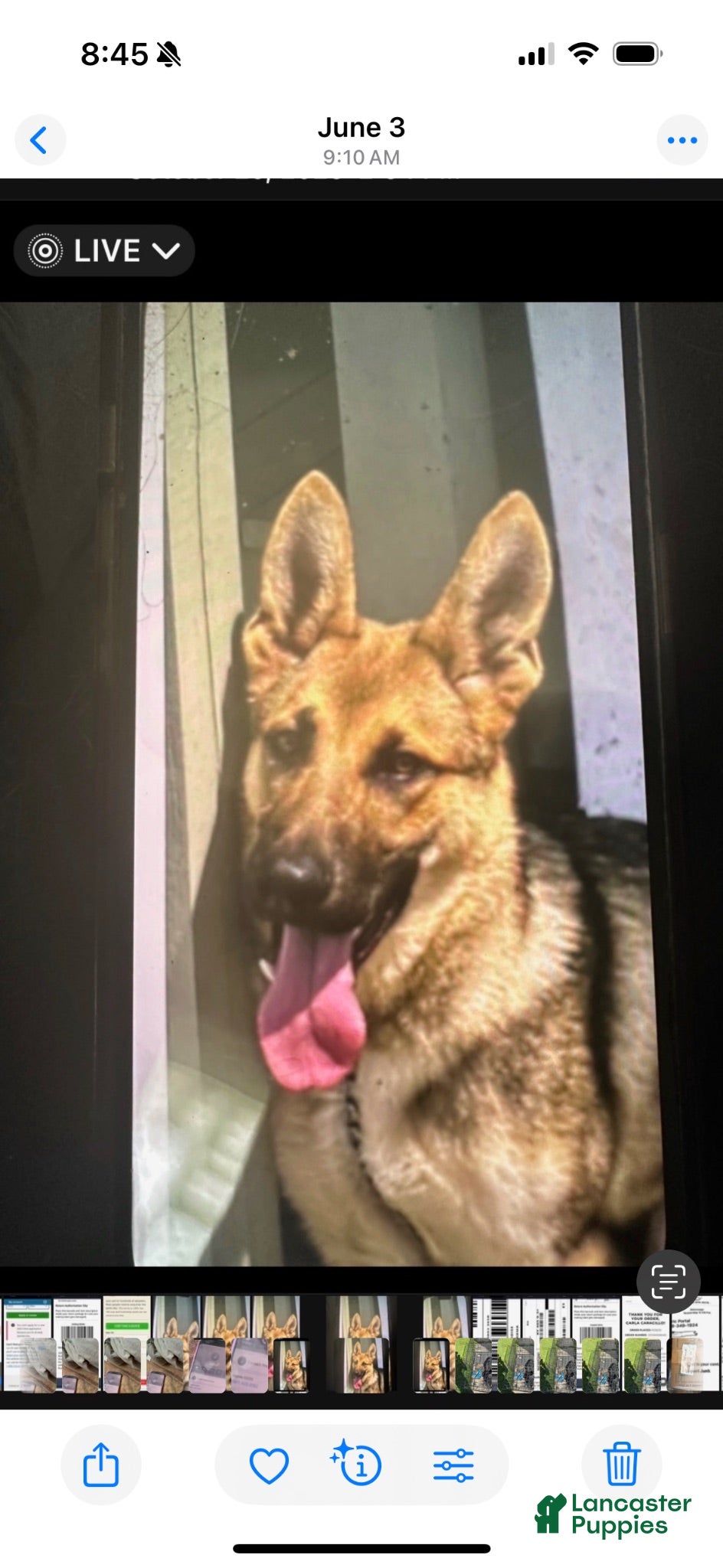 German Shepherd dogs German Shepherd 1f - Ad 1