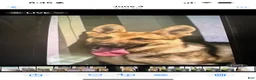 German Shepherd dogs for sale: German Shepherd 1f - Ad 1