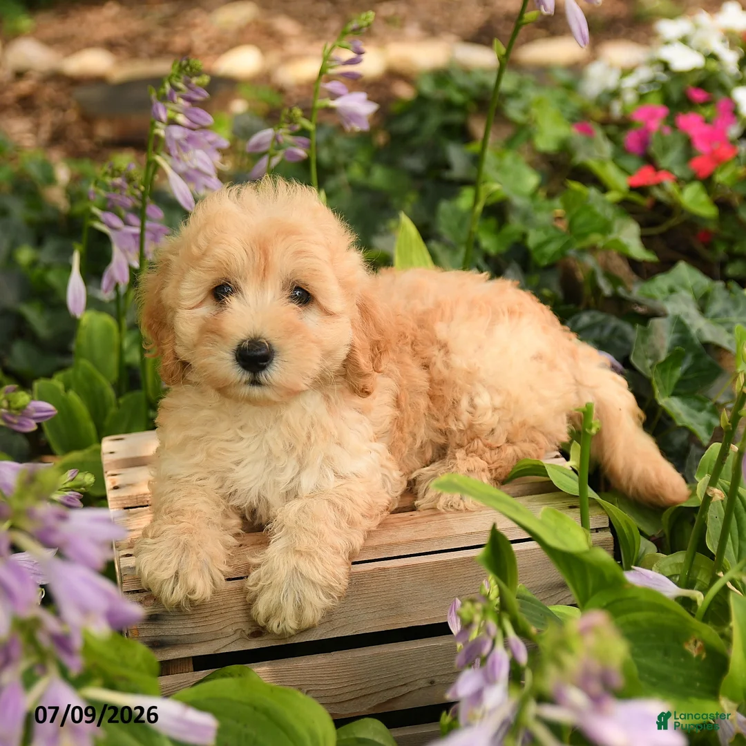 Maltipoo dogs for sale: Jasper  - Ad 2