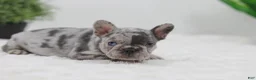 French Bulldog dogs for sale: Gina - Ad 7