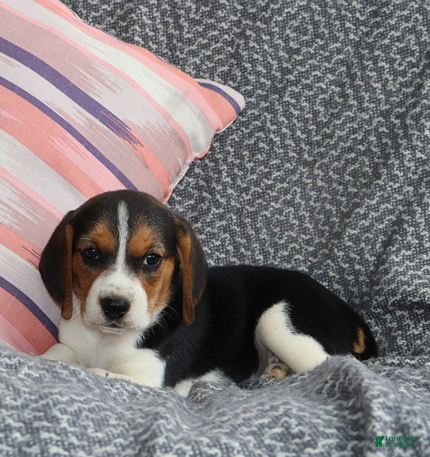 Beagle dogs Remi - Ad 1