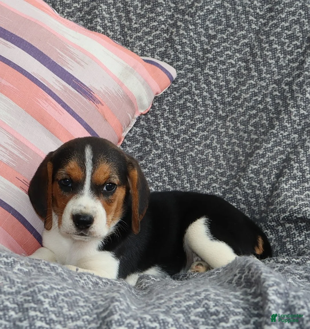 Beagle dogs for sale: Remi - Ad 1