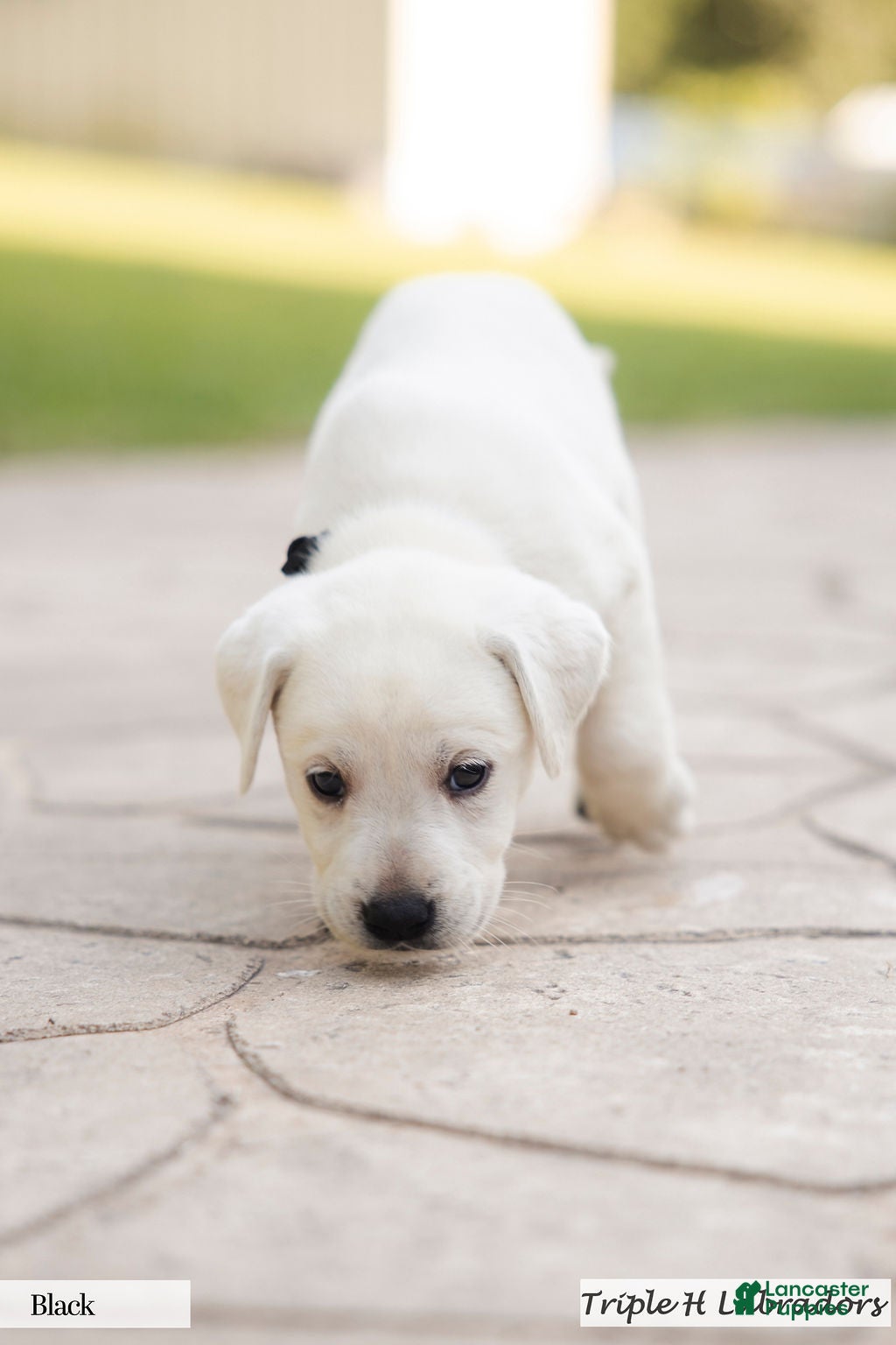 Labrador Retriever dogs Black Collar - Ad 1