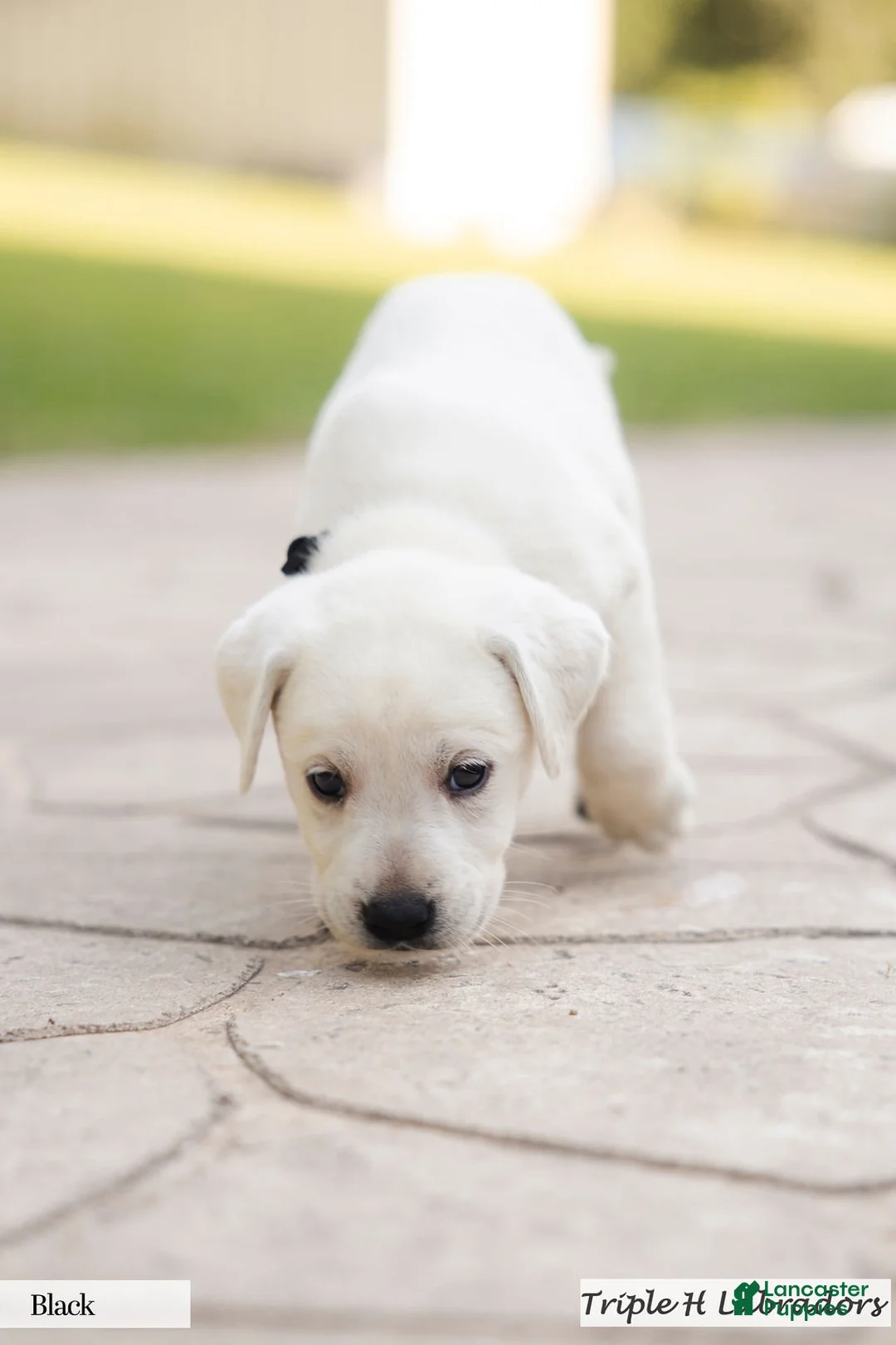 Labrador Retriever dogs for sale: Black Collar - Ad 1