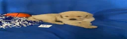 Goldendoodle dogs for sale: Goldendoodle 3 - Ad 23