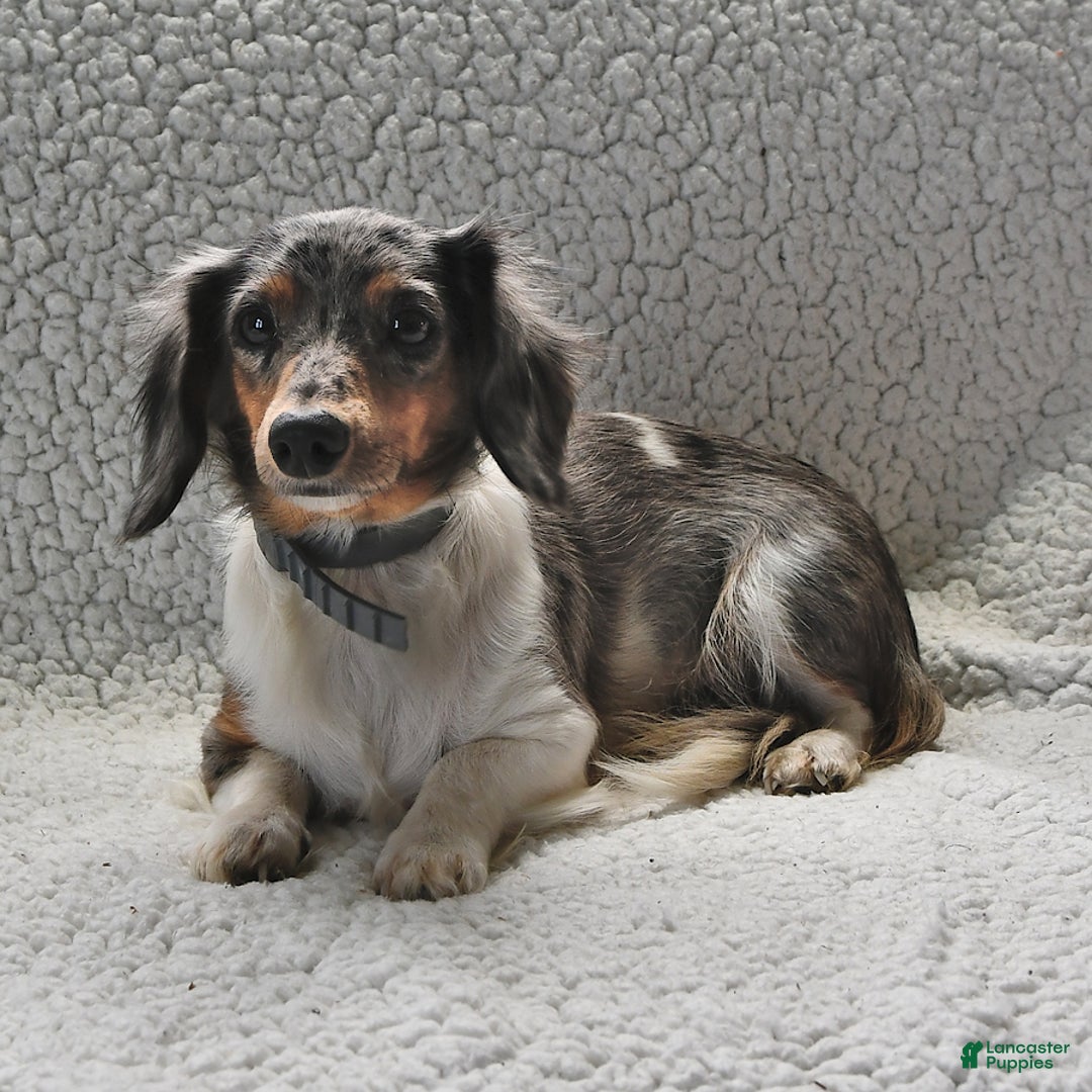 Miniature Dachshund dogs for sale: Lily - Ad 6