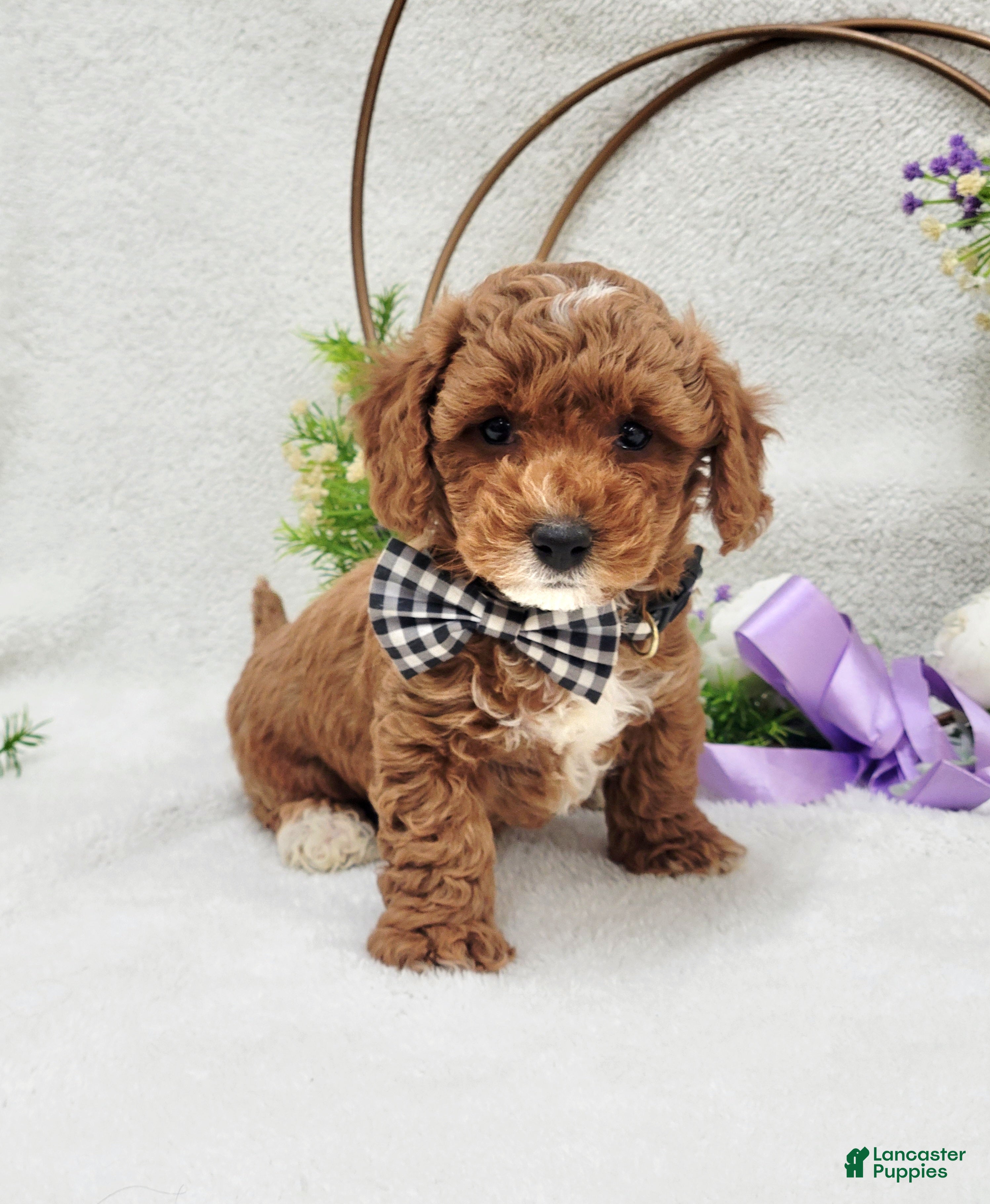 Maltipoo dogs Bentley  - Ad 5