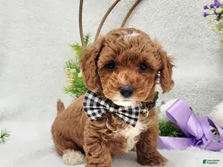 Maltipoo dogs Bentley - Ad 5