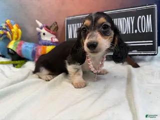 Miniature Dachshund dogs Russian/South African pies - Ad 39