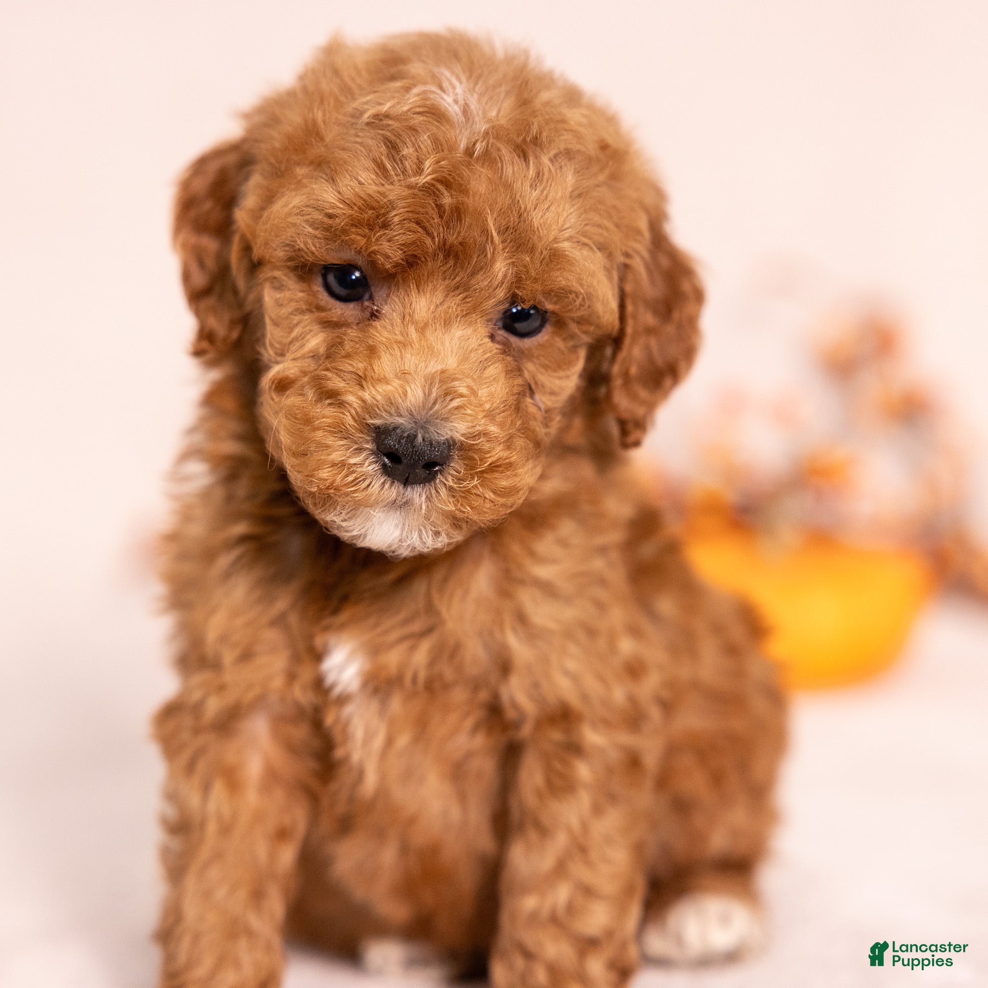 Miniature Poodle dogs for sale: O'Riley - Ad 1
