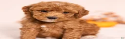 Miniature Poodle dogs for sale: O'Riley - Ad 1