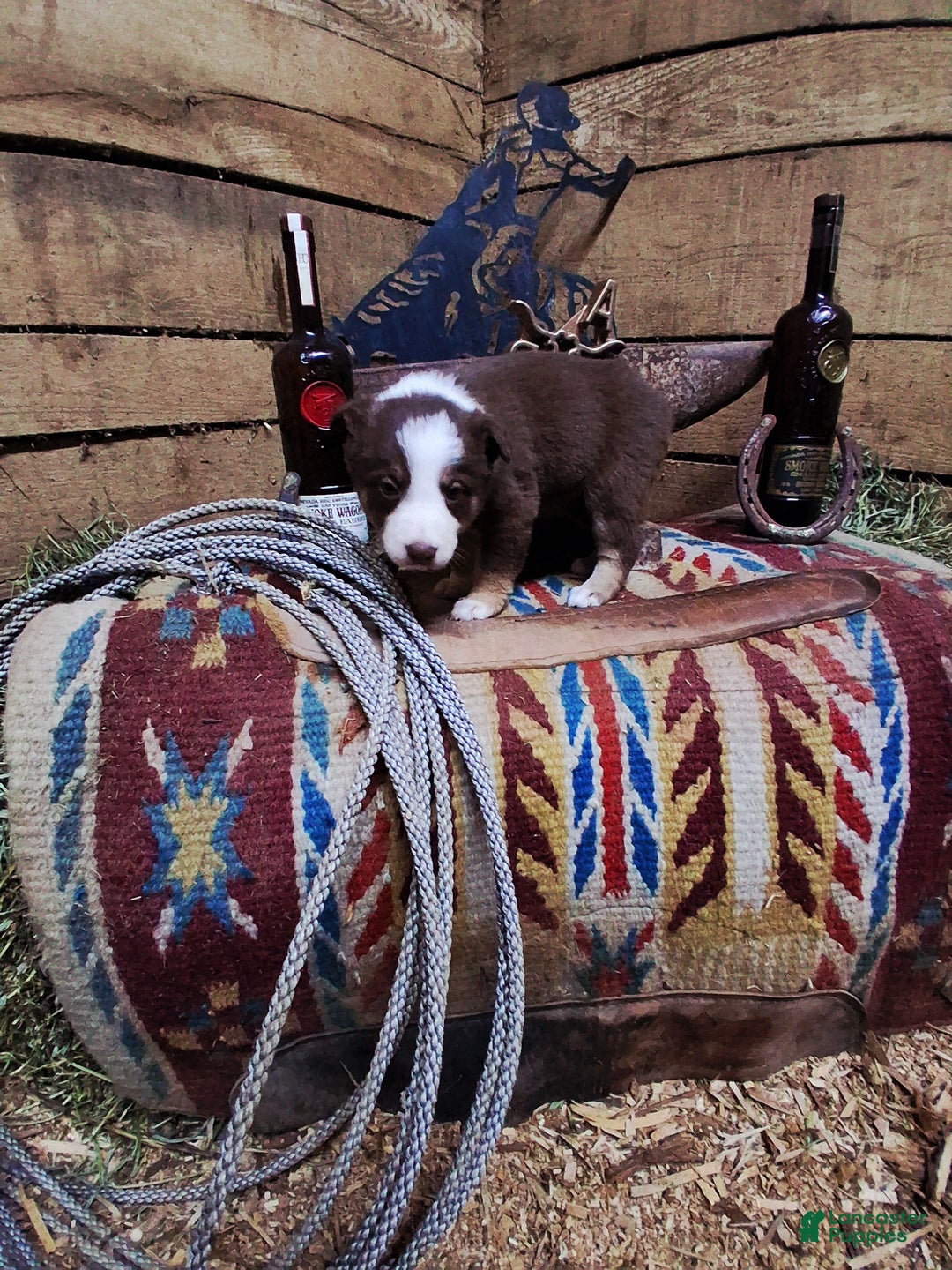 Border Collie dogs for sale: Border Collie Puppy 6 - Ad 1
