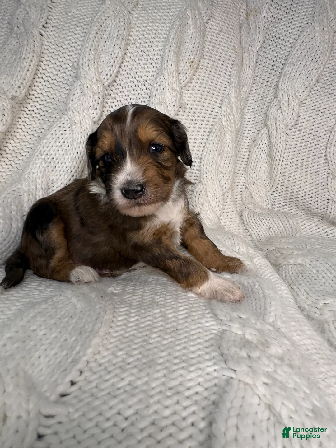 Mini Aussiedoodle dogs for sale: Mini Aussiedoodle Puppy 1 - Ad 2