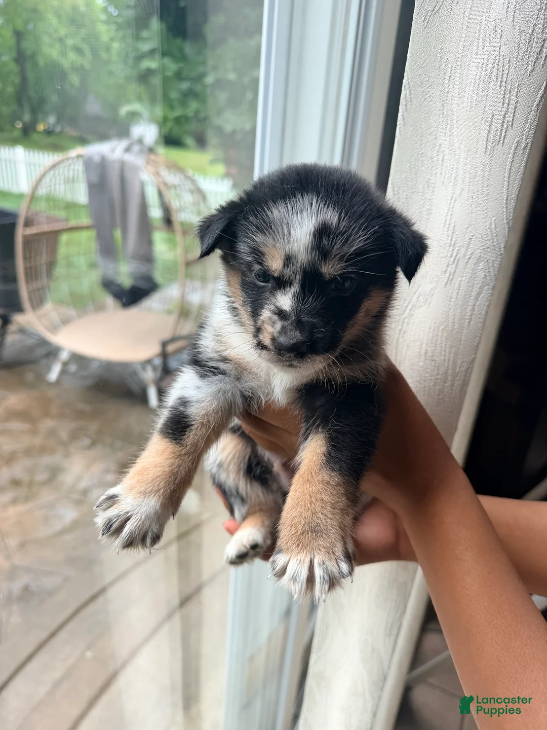 Mixed Breed dogs for sale: Venom - Ad 2