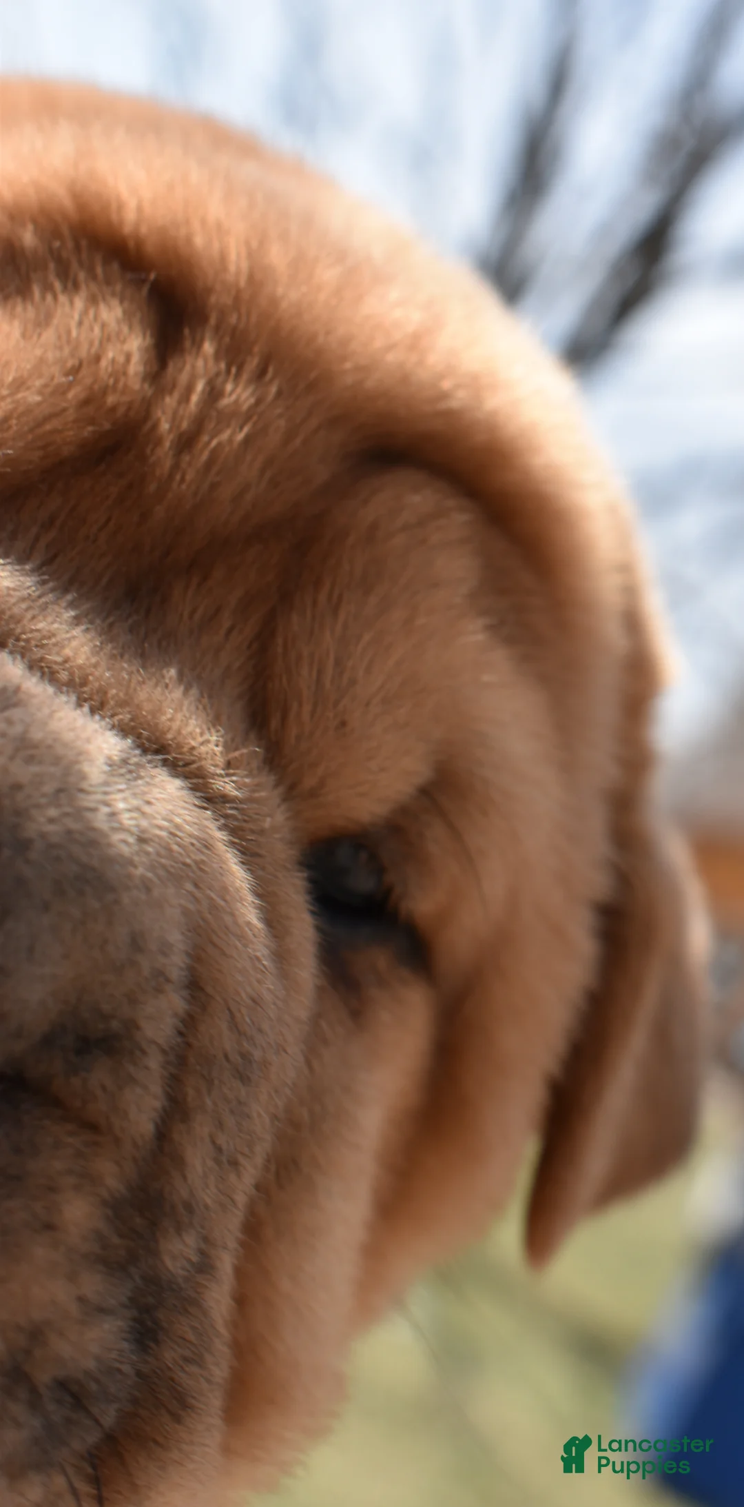 Shar Pei dogs for sale: Shar Pei Puppy 5 - Ad 1
