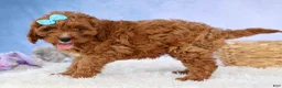Cavapoo dogs for sale: Kody 🐶 - Ad 11