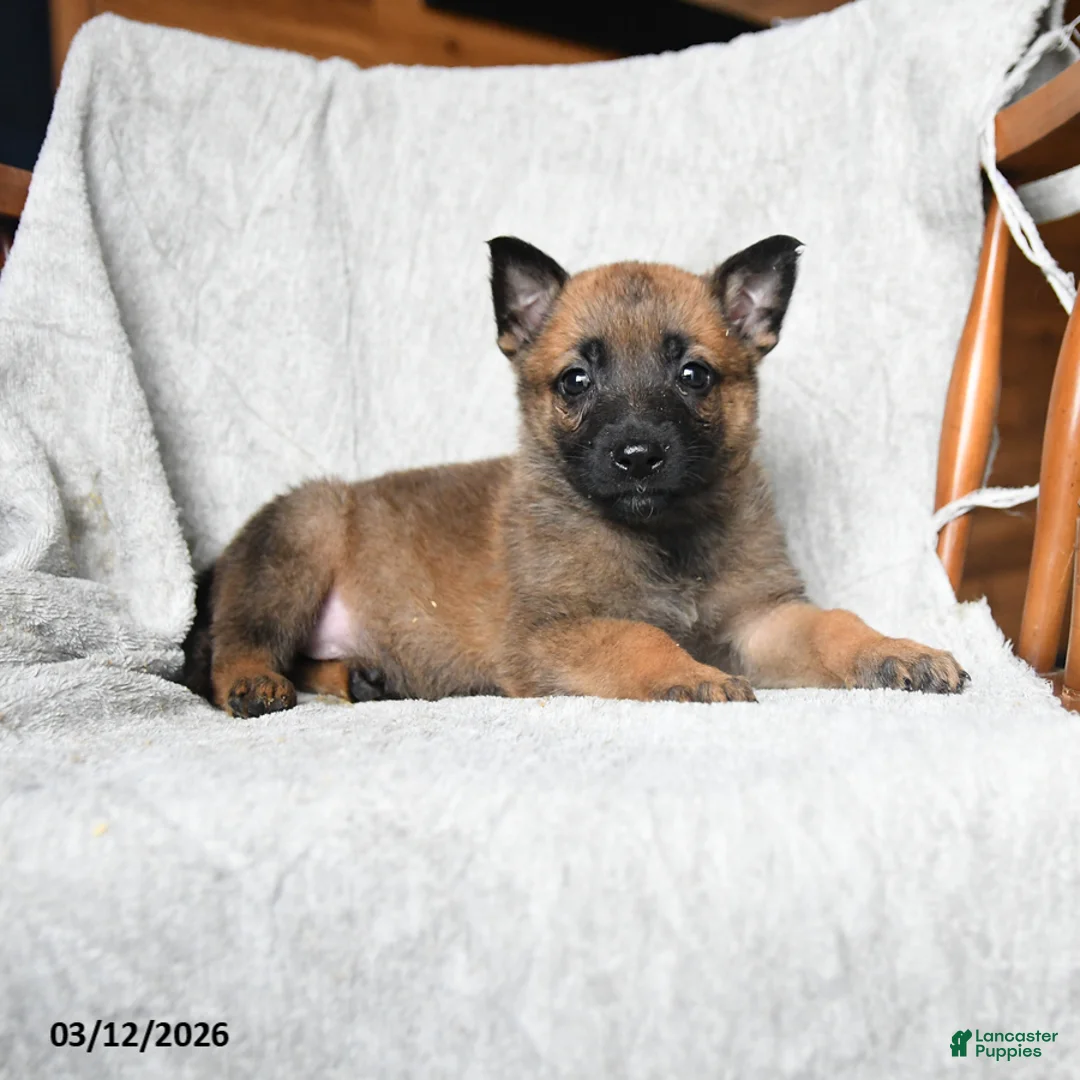 Mixed Breed dogs for sale: Tilly - Ad 3