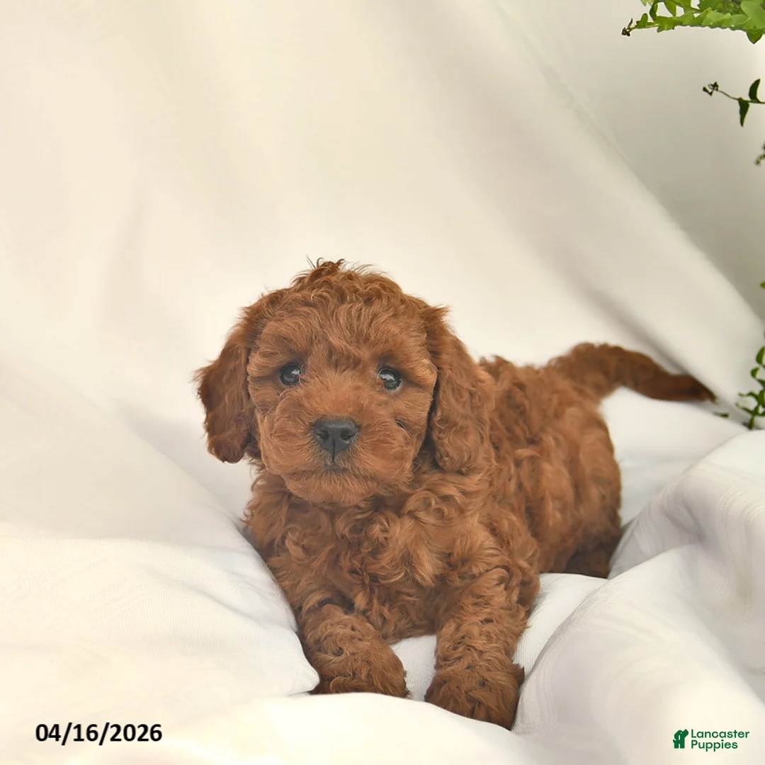 Miniature Poodle dogs for sale: Pooh  - Ad 2