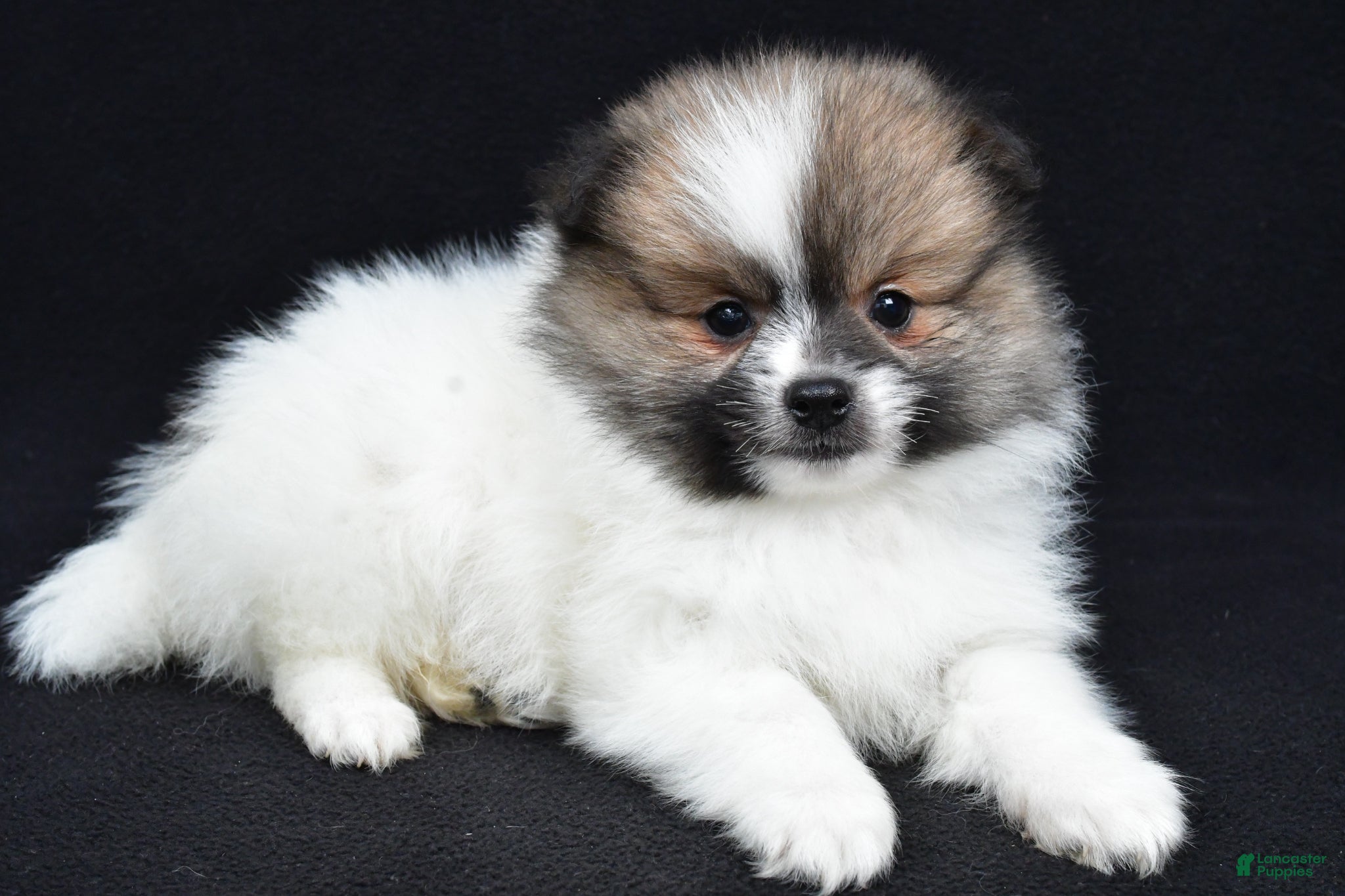 Pomeranian dogs Theo - Ad 2