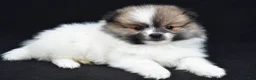 Pomeranian dogs for sale: Theo - Ad 2