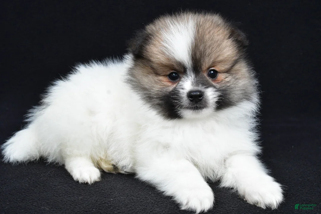 Pomeranian dogs for sale: Theo - Ad 2
