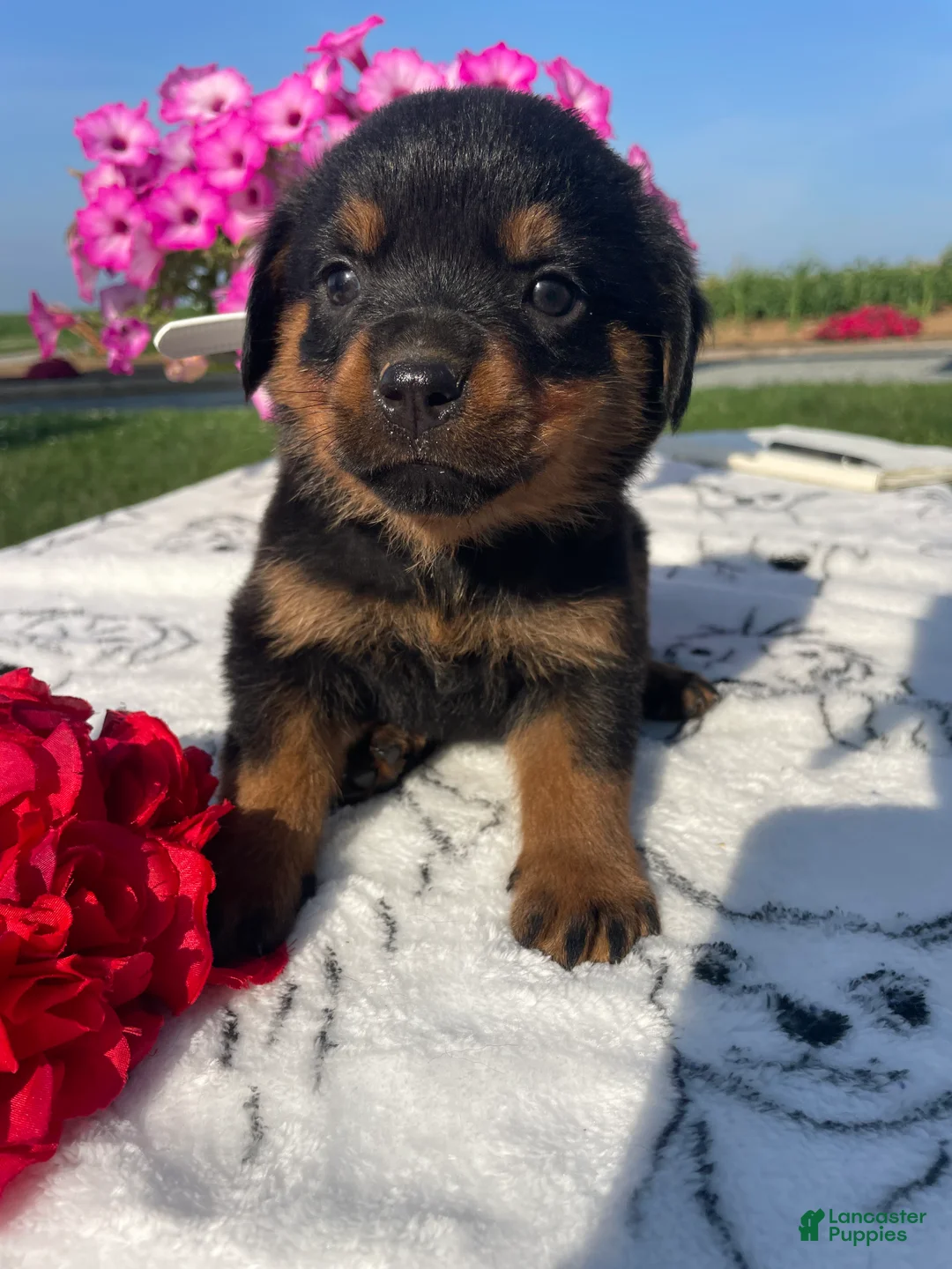 Rottweiler dogs for sale: Twinkle - Ad 1