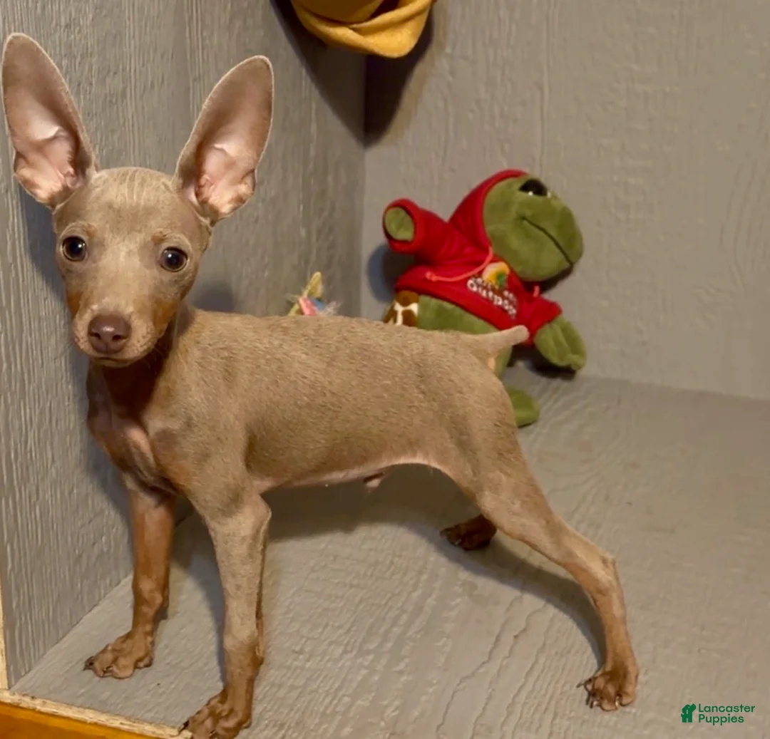 Miniature Pinscher dogs for sale: Goliath - Ad 1