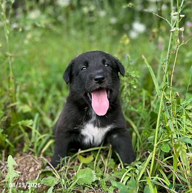 Mixed Breed dogs Lindsay - Ad 1
