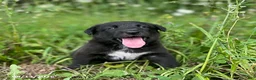 Mixed Breed dogs for sale: Lindsay - Ad 1