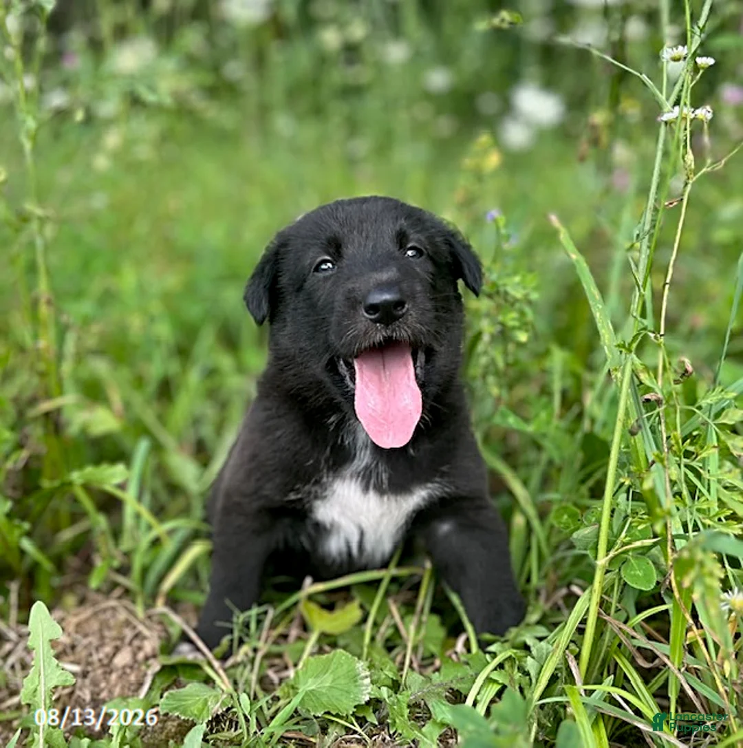 Mixed Breed dogs for sale: Lindsay - Ad 1