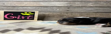 Mixed Breed Puppy 5
