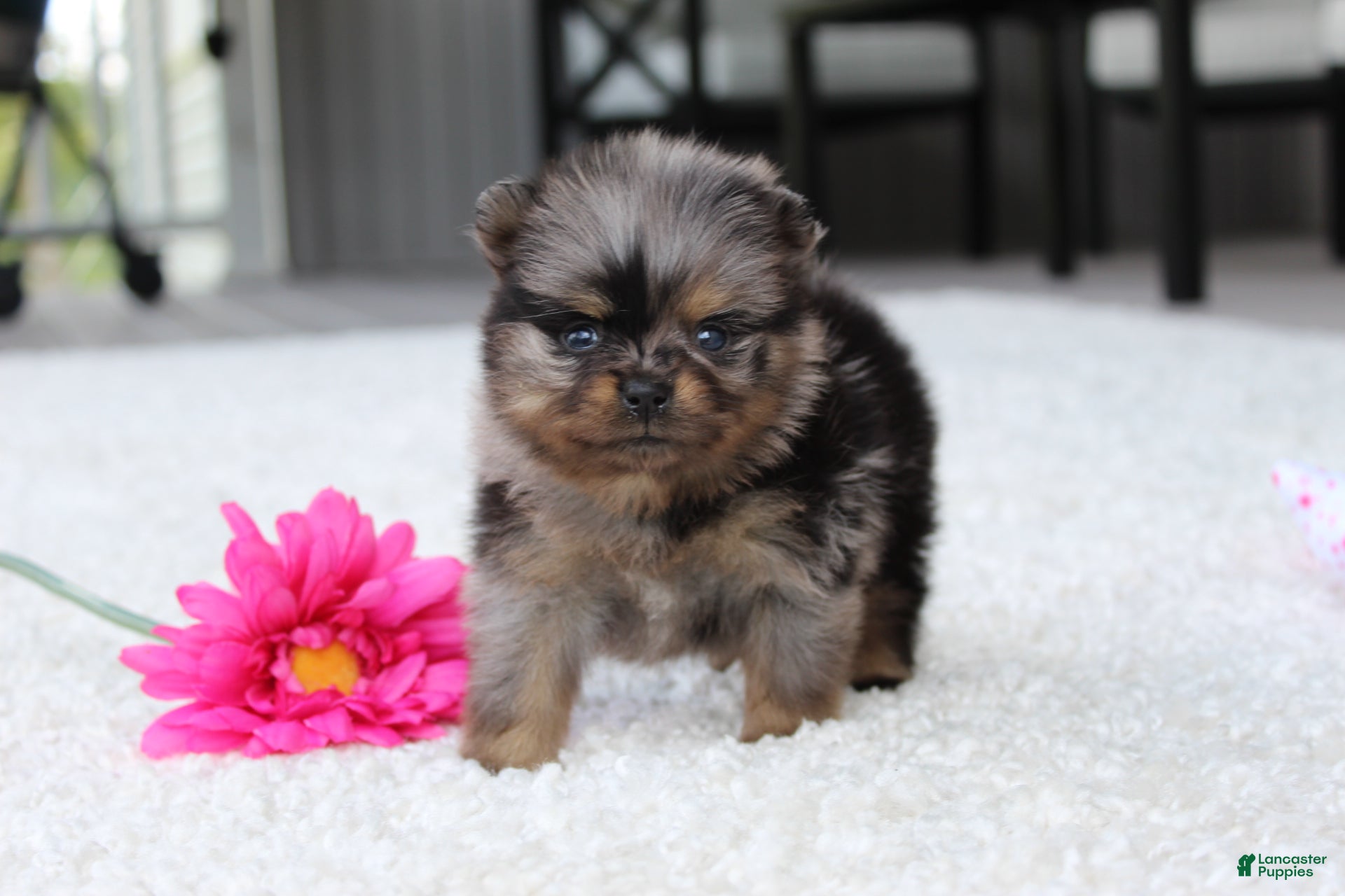Pomeranian dogs Lexi - Ad 1