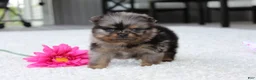 Pomeranian dogs for sale: Lexi - Ad 1