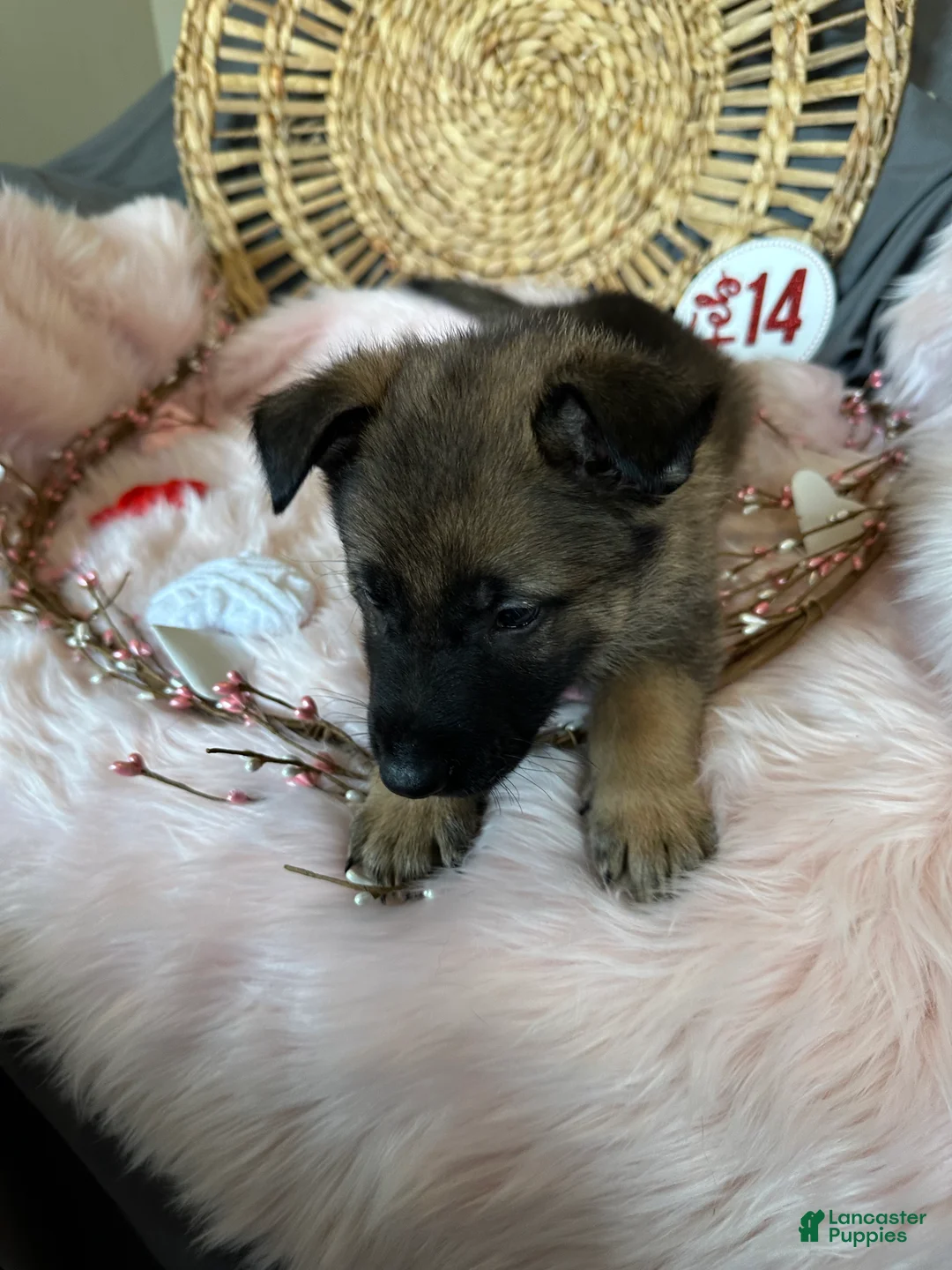 German Shepherd dogs for sale: Sage - Ad 8