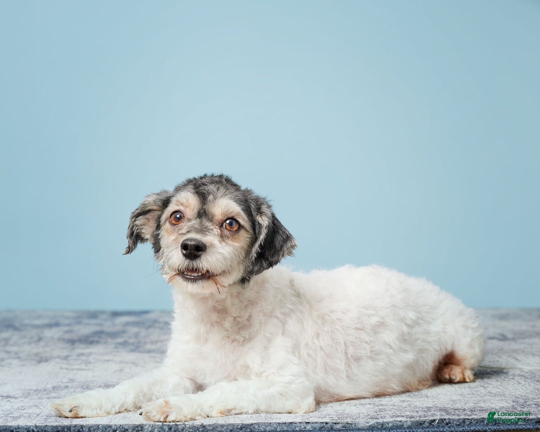 Havanese dogs for sale: VANCE - Ad 5