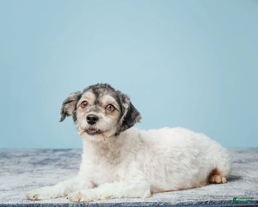 Havanese dogs for sale: VANCE - Ad 5