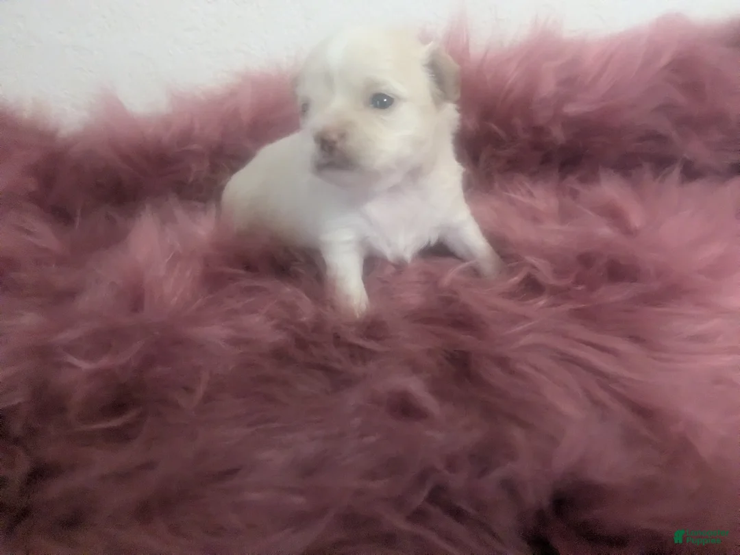 Chihuahua dogs for sale: Pearl Apple Head Long Coat Female   - Ad 9