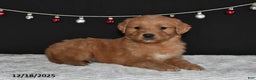 Golden Retriever dogs for sale: Archie - Ad 5