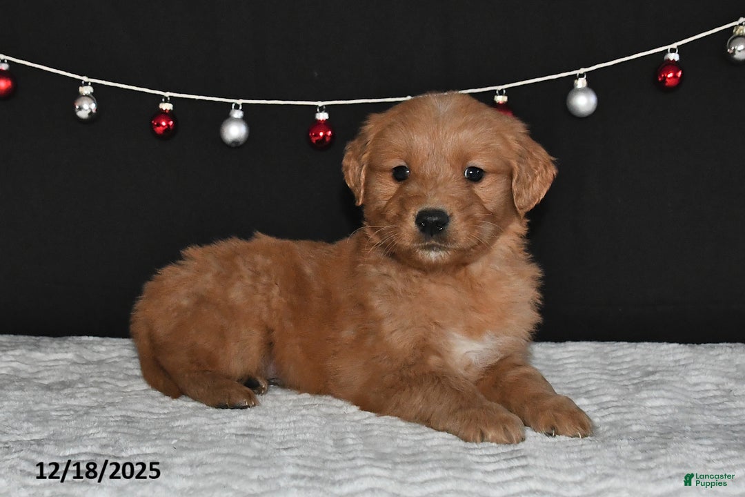 Golden Retriever dogs for sale: Archie - Ad 5