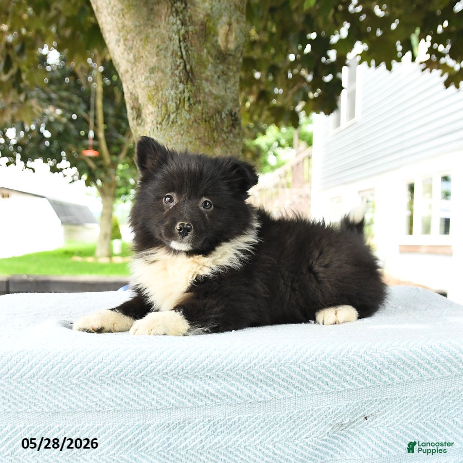 Pomsky dogs Gracie - Ad 2